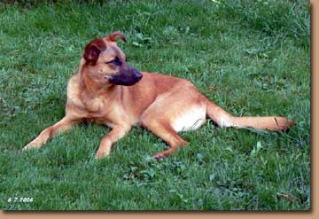 Canela