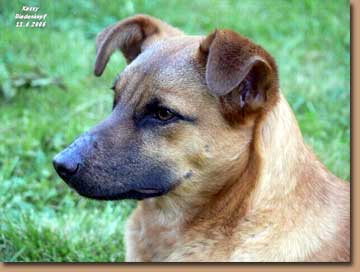 Canela