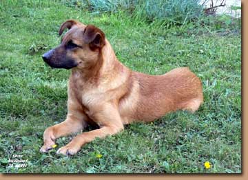 Canela