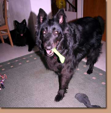 sheila_roveline6.jpg