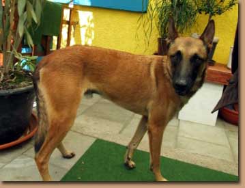 Ulises