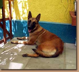Ulises